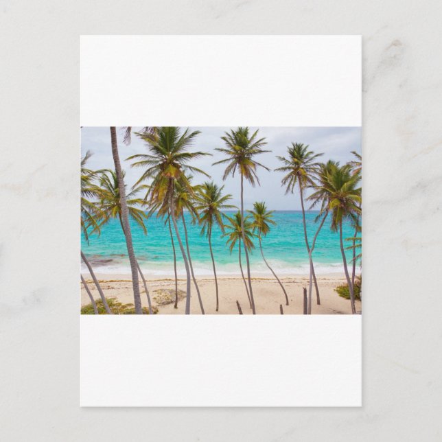 Beach Palms Postkarte (Vorderseite)