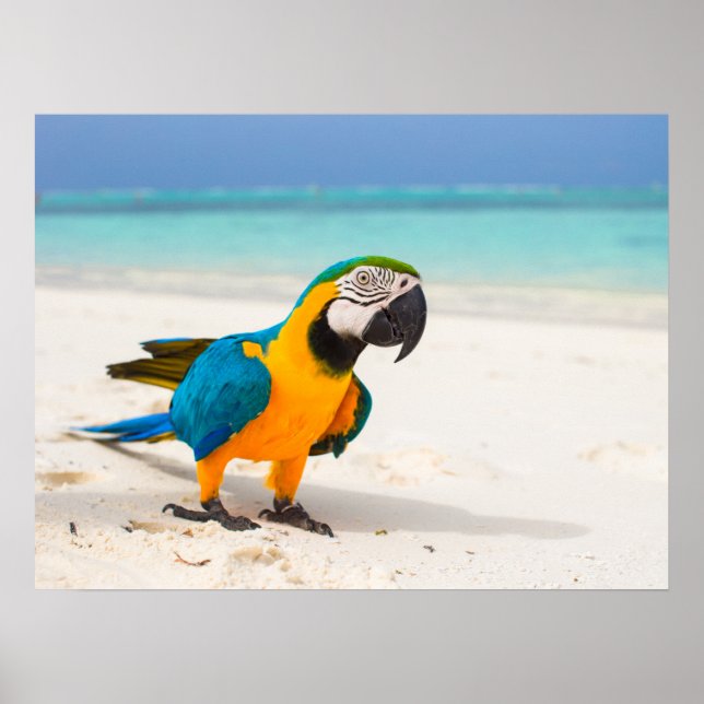 Beach Parrot Poster (Vorne)