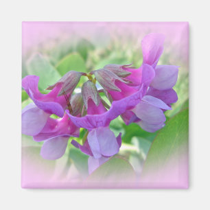 Beach Pea - Lathyrus japonicus - Wildblume Magnet