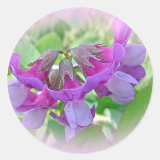 Beach Pea - Lathyrus japonicus - Wildblume Runder Aufkleber (Vorderseite)