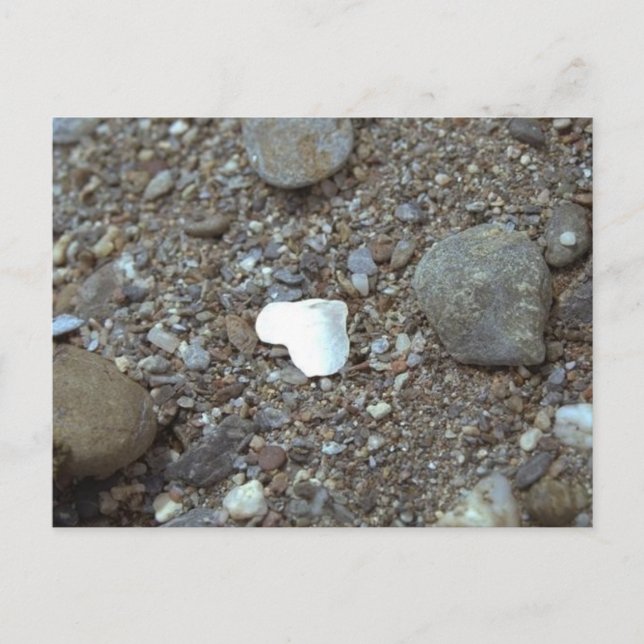 Beach Wedding Seashell Heart Postkarte (Vorderseite)
