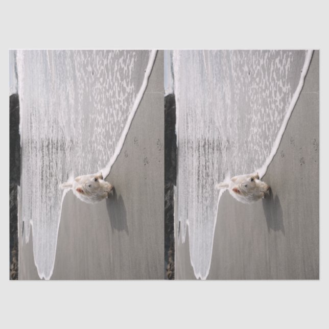 Beachcoming Westie Foto Tissue Paper Seidenpapier (Vorderseite)