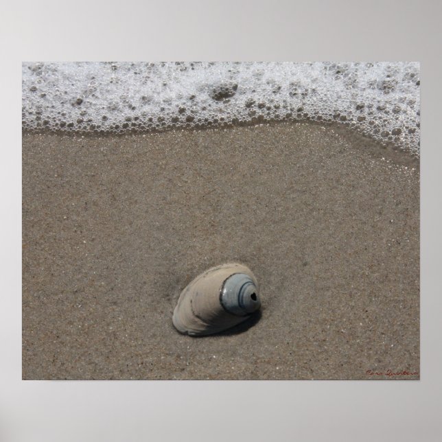 Beachy Clamshell Poster (Vorne)