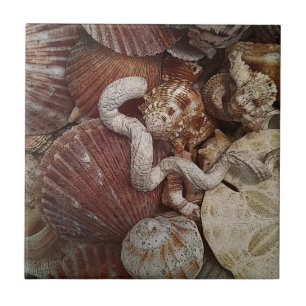Beachy Seashells-Sand-Dollar Fliese