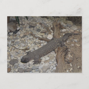 Beaded Lizard # 1 Postkarte