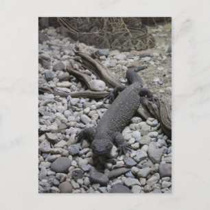 Beaded Lizard # 2 Postkarte