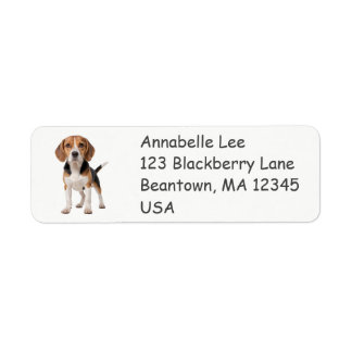 Beagle