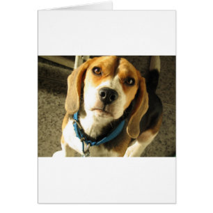 Beagle