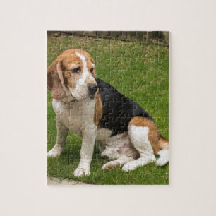 Beagle