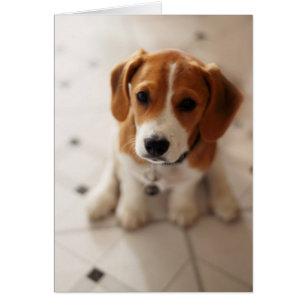 Beagle