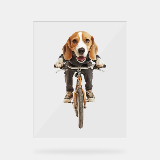 Beagle   (Recto)