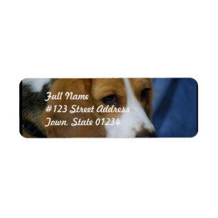 beagle-31.jpg