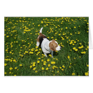 beagle à dandilions.png