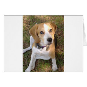 Beagle assis 2.png