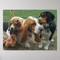 Beagle & Basset Hound Freunde
