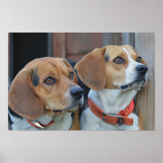 Beagle Best Friends Poster (Vorne)