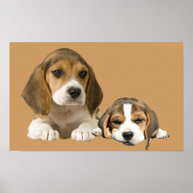 Beagle Buddies Print Poster (Vorne)