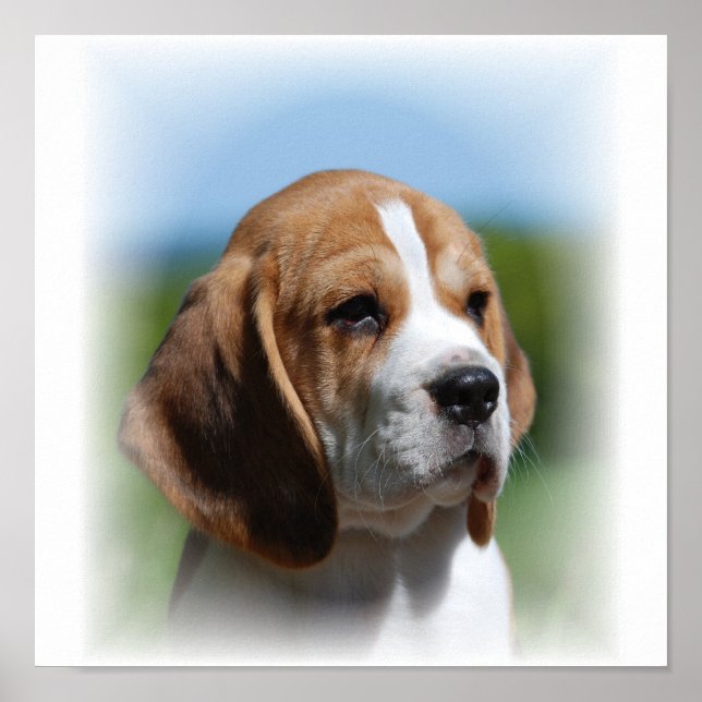 Beagle Canvas Print Poster (Vorne)