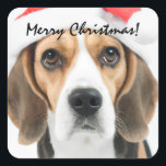 Beagle Christmas Square Sticker<br><div class="desc">Niedlicher Beagle mit einer Weihnachtsmannmütze.</div>