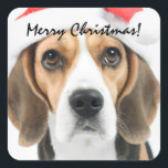 Beagle Christmas Square Sticker<br><div class="desc">Niedlicher Beagle mit einer Weihnachtsmannmütze.</div>