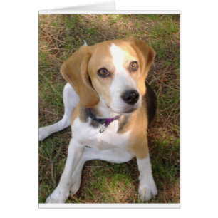 Beagle, der 2.png