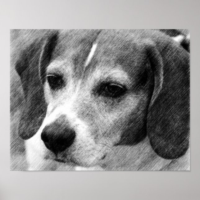 Beagle Dog Face Pencil Art Poster (Vorne)
