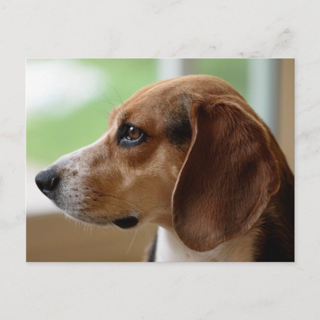 Beagle Dog Portrait Postkarte (Vorderseite)