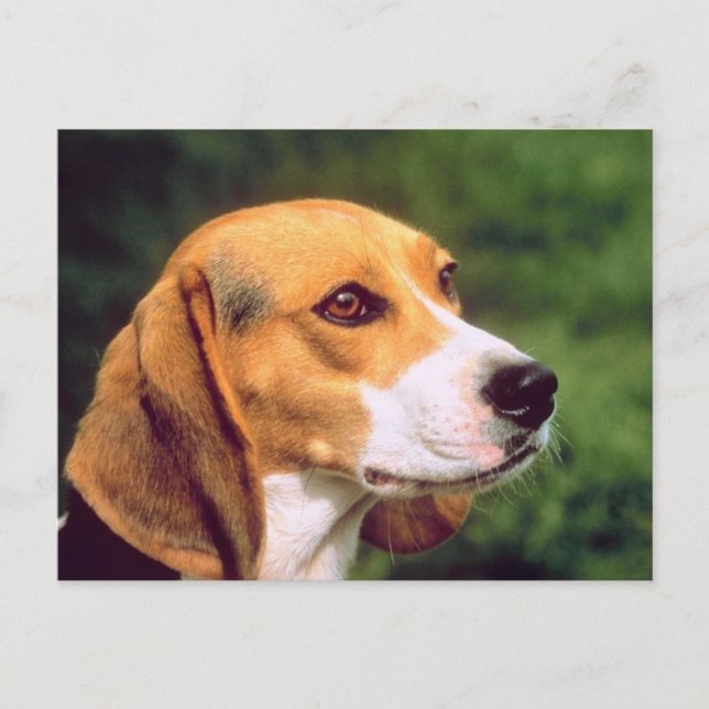 Beagle Dog Postkarte (Vorderseite)