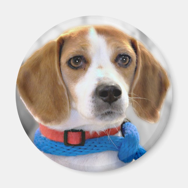 Beagle-Foto Magnet (Vorne)