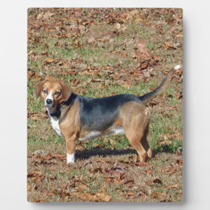 Beagle Fotoplatte