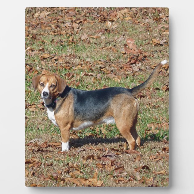 Beagle Fotoplatte (Vorderseite)