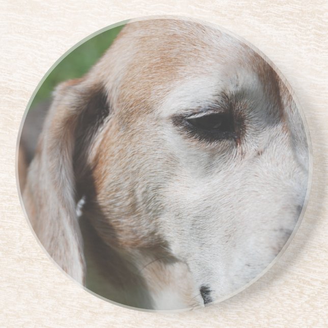Beagle Getränkeuntersetzer (Vorne)