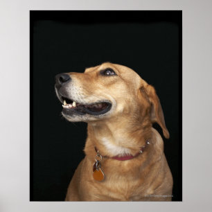 Beagle Golden Lab Mix looking to the side Poster