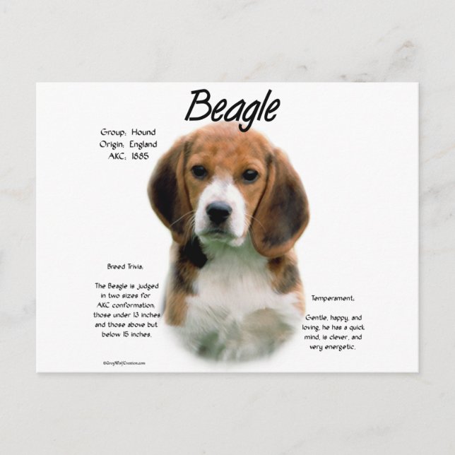 Beagle History; alles über Beagle Postkarte (Vorderseite)