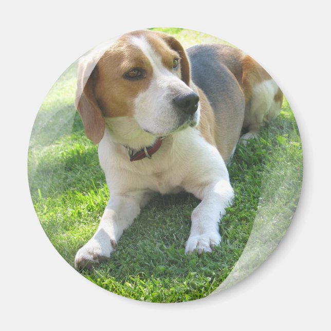 Beagle Hound Dog Round Magnet (Vorne)