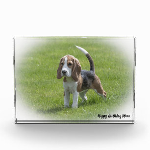 Beagle-Hund. Fotoblock