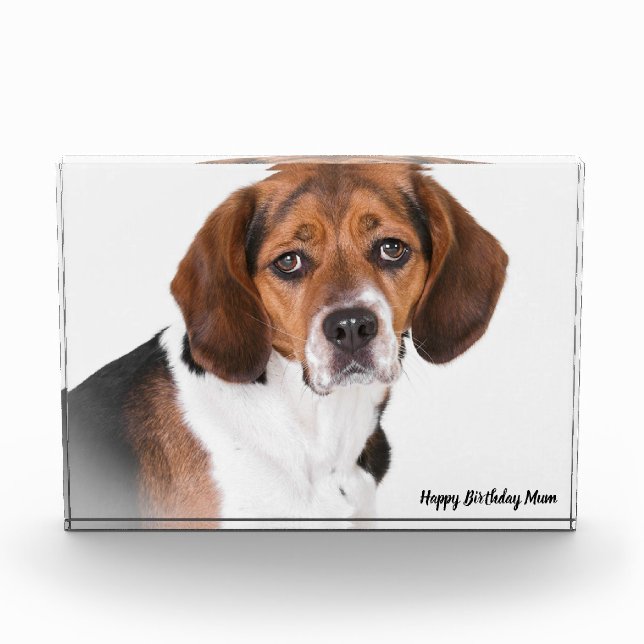 Beagle Hund. Fotoblock (Vorderseite)