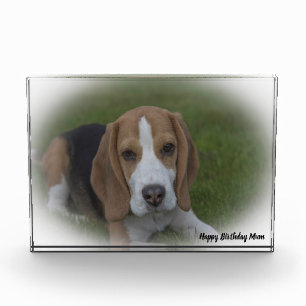 Beagle Hund. Fotoblock
