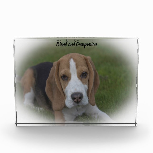 Beagle Hund Fotoblock (Vorderseite)