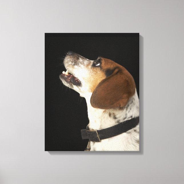 Beagle Hund mit schwarzem Kragenprofil Leinwanddruck (Vorderseite)