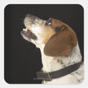 Beagle Hund mit schwarzem Kragenprofil Quadratischer Aufkleber