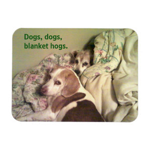 Beagle "Hunde, Hunde, Blanket Hunde" 3x4 Magnet