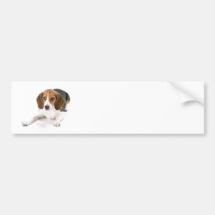 Beagle-HundeAutoaufkleber Autoaufkleber
