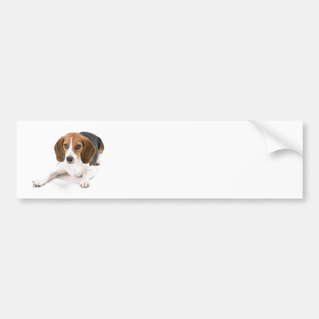 Beagle-HundeAutoaufkleber Autoaufkleber (Vorne)