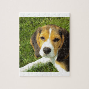 Beagle-Hundehaustier-Tier-FriedensLiebe
