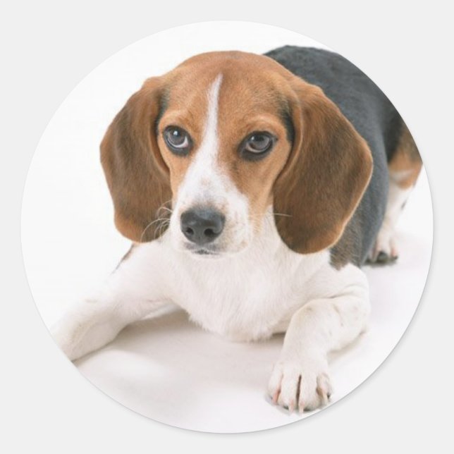 Beagle-Hundeschreiber Runder Aufkleber (Vorderseite)