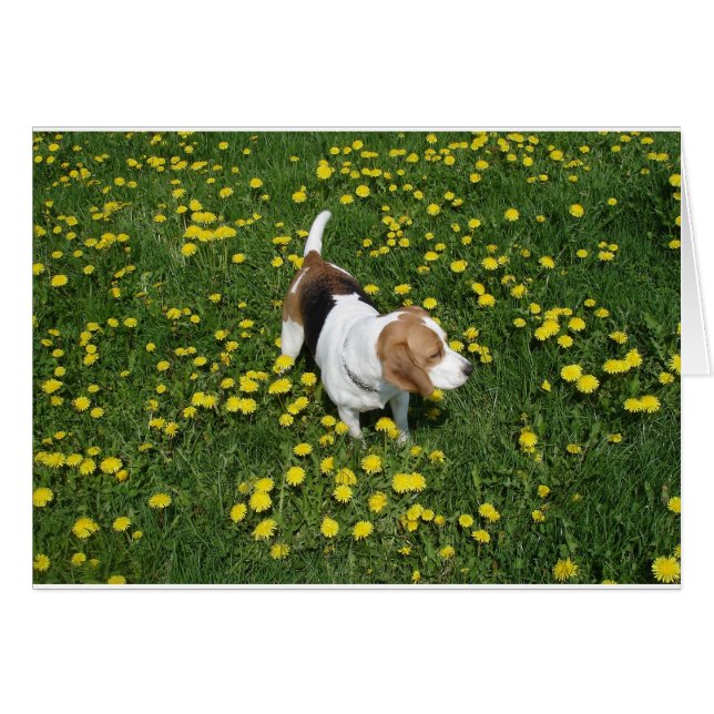 Beagle in dandilions.png (Vorderseite (Horizontal))