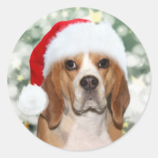 Beagle in der Weihnachtsmannmütze zu Weihnachten Runder Aufkleber (Vorderseite)