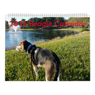 Beagle-Kalender 2016 Kalender