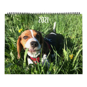 Beagle-Kalender 2021 Kalender